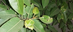 Ficus