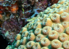 Coryphopterus lipernes