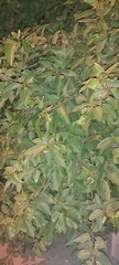 Ficus