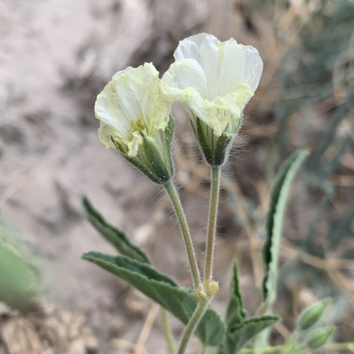 Monsonia glauca image