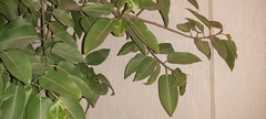 Ficus
