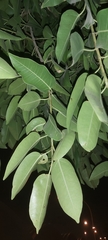 Ficus