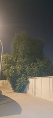 Ficus