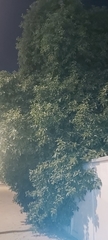 Ficus