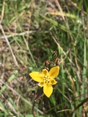 Triteleia ixioides ixioides