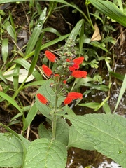 Salvia melissiflora