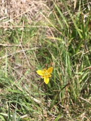 Triteleia ixioides ixioides