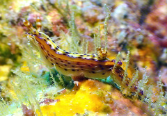 Hypselodoris maculosa