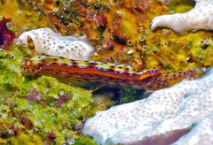 Hypselodoris maculosa