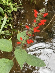 Salvia melissiflora