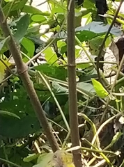 Philothamnus punctatus