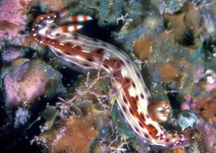 Hypselodoris maculosa