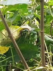 Philothamnus punctatus