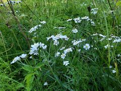 Achillea salicifolia