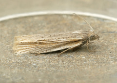 Eucosma ambodaidaleia