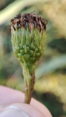 Limbarda crithmoides