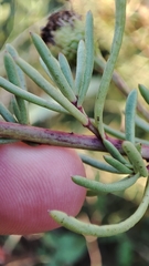 Limbarda crithmoides