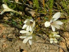 Tritonia flabellifolia