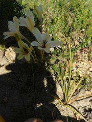 Tritonia flabellifolia