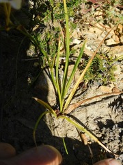 Tritonia flabellifolia
