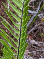 Polypodium pellucidum vulcanicum