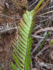 Polypodium pellucidum vulcanicum