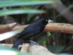 Amblycercus holosericeus
