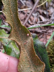 Elaphoglossum paleaceum