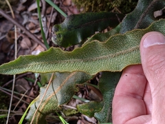 Elaphoglossum paleaceum