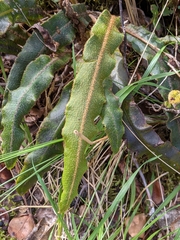 Elaphoglossum paleaceum