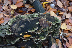 Auricularia mesenterica