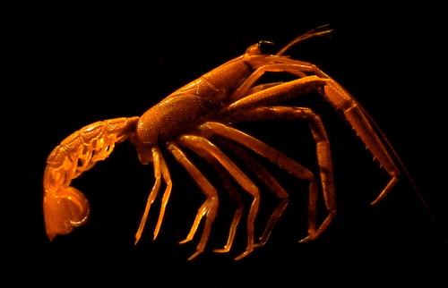Neoglyphea inopinata
