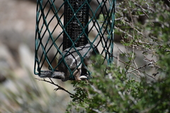 Ammospermophilus interpres