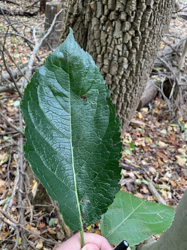 Du zhong (Eucommia ulmoides)