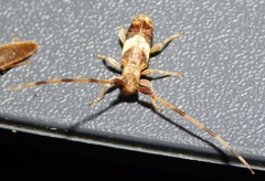 Eunidia spinicornis