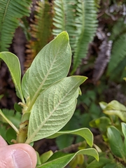 Coprosma ochracea