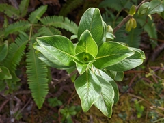 Coprosma ochracea