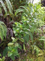 Coprosma ochracea