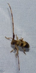 Eunidia spinicornis