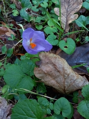 Crocus nudiflorus