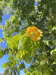 Gonopterodendron arboreum