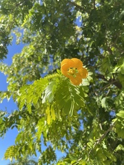 Gonopterodendron arboreum