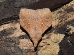 Leipoxais peraffinis