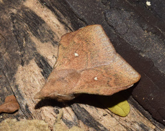 Leipoxais peraffinis