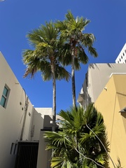 Saribus rotundifolius