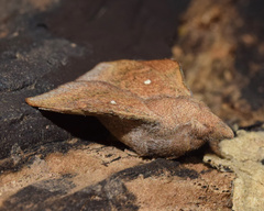 Leipoxais peraffinis