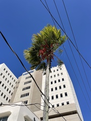 Saribus rotundifolius