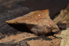 Leipoxais peraffinis