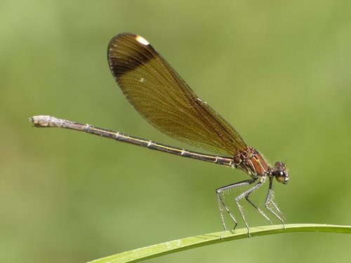 Copper Demoiselle
