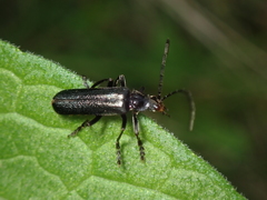 Cantharis tristis